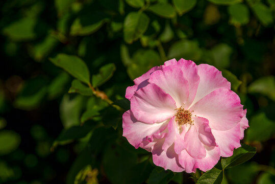 Soft Pink Matilda Rose with Soft Garden Bokeh Background