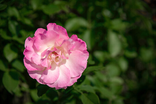 Soft Pink Matilda Rose with Soft Garden Bokeh Background