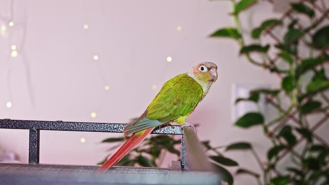 A parrot with green and red feathers rests on a railing. The background shows indoor plants and soft light twinkling on the wall. It is a cozy, lively setting perfect for the bird.