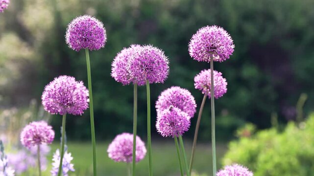Swaying in wind purple Giant Onion, Allium giganteum in summer garden. Nature, vibrant flora, pollinator attraction, seasonal blooms, rural plants, gardening and cultivation.