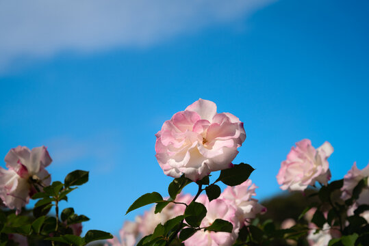 Pale Pink Matilda Rose Against Clear Blue Sky