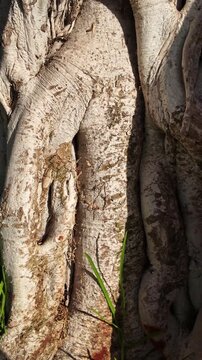 Close-up view of the intricate patterns and textures of a tree trunk and its roots, highlighting the gnarled wood surface bathed in natural sunlight