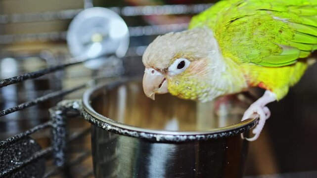 A green parrot leans over a metal feeding bowl in its cage. The bird explores the bowl while the sun shines through nearby windows. The atmosphere is lively.