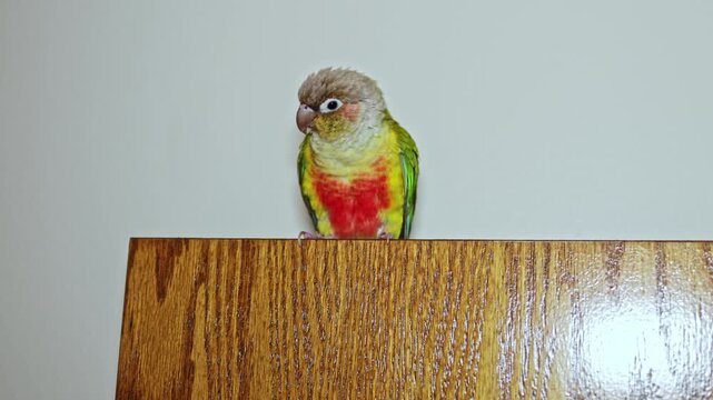 A parrot with green, yellow, and red feathers stands on a wooden surface. The background is simple and light in color. The bird looks curious and calm while exploring its space.