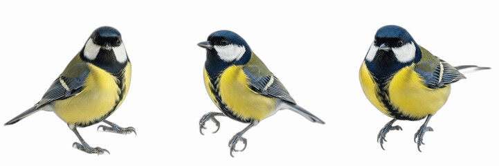 Isolated set of beautiful wild eurasian blue tit birds sitting on white background, 3d colorful ornithological songbird model collection for backyard garden nature wildlife conservation concept © khan zamna