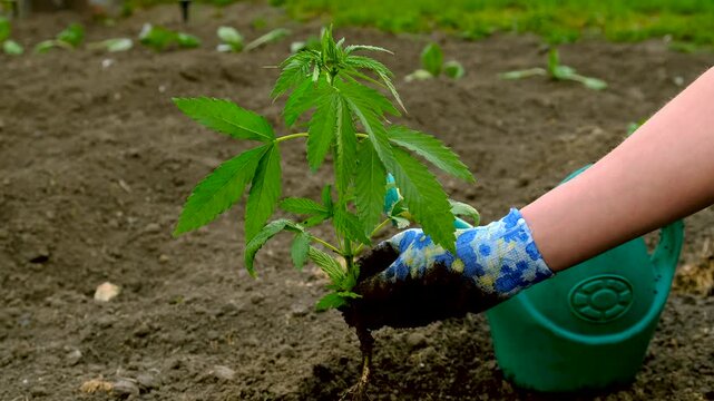 Planting hemp in the garden. Selective focus.