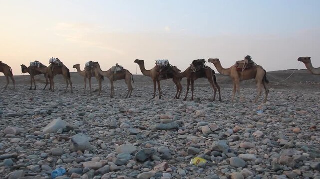 Early morning view of a camel caravan in Hamed Ela, Afar tribe settlement in the Danakil depression, Ethiopia. This caravan head to the salt mines.