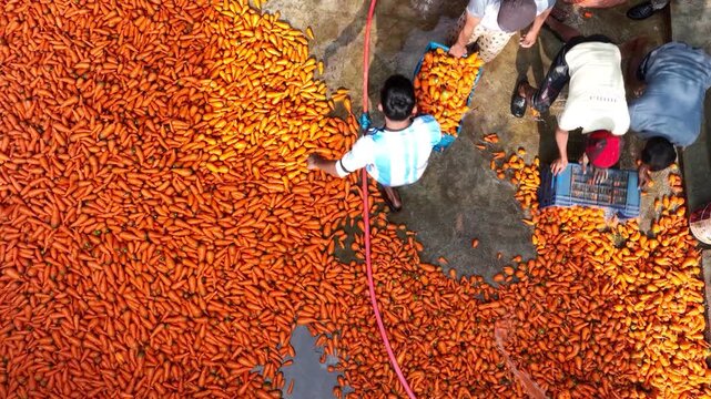 Bogura, Bangladesh - 31 May 2026: Aerial view of workers sorting a large harvest of bright orange carrots on a concrete floor with a red water hose.