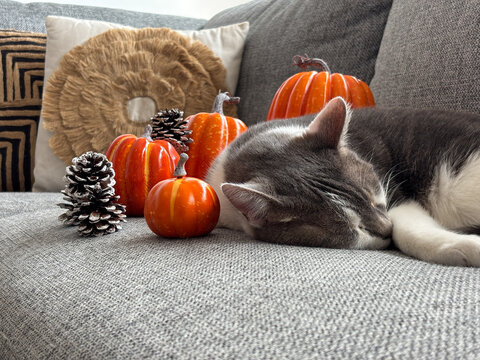 Gato durmiendo en sof&aacute; con decoraci&oacute;n oto&ntilde;al