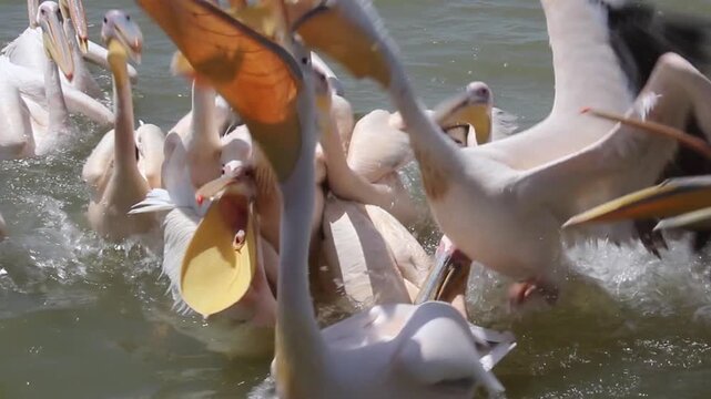 Great white pelicans (Pelecanus onocrotalus) at Tana lake, Ethiopia