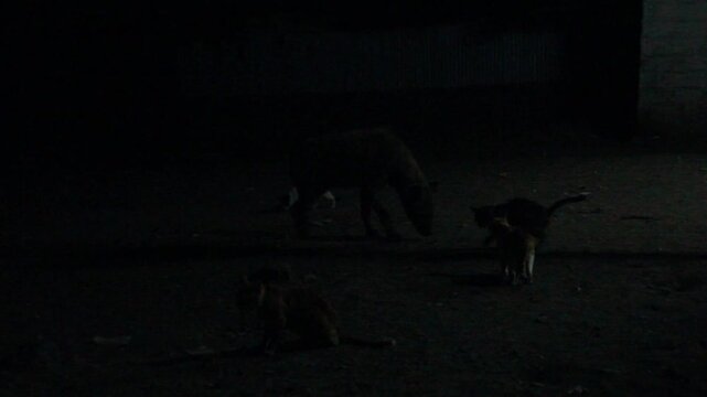 Hyenas and cats in the streets of Harar, Ethiopia. They gather every evening on a specific spot to be fed.
