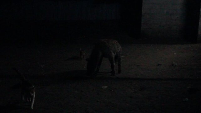 Hyenas and a cats in the streets of Harar, Ethiopia. They gather every evening on a specific spot to be fed.