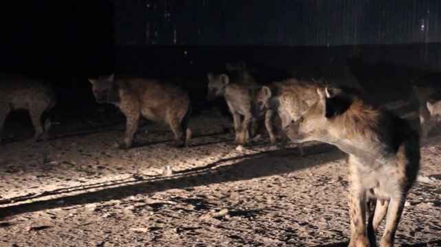 Hyenas and cats in the streets of Harar, Ethiopia. They gather every evening on a specific spot to be fed.