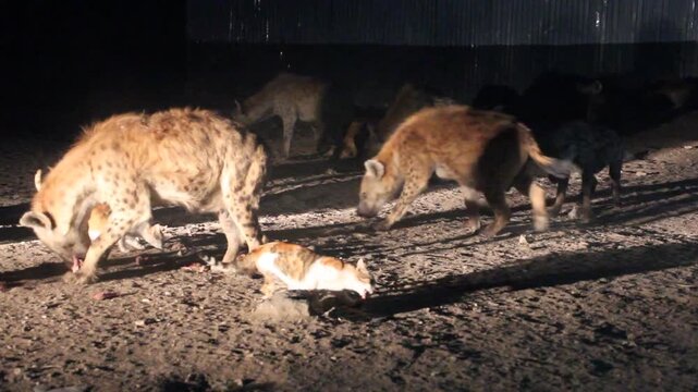 Hyenas and cats in the streets of Harar, Ethiopia. They gather every evening on a specific spot to be fed.