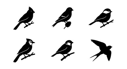Set of 6 Black Bird Silhouettes Vector Icons, Avian Wildlife Collection, Nature Ornithology Graphic Elements © Mim