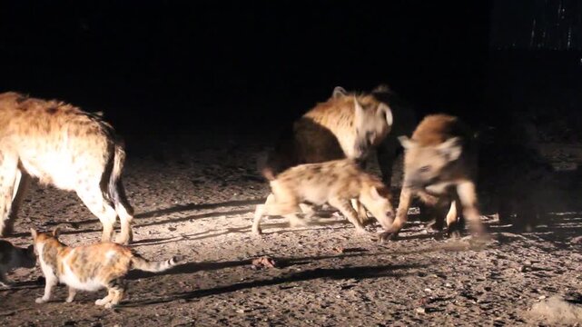 Hyenas and a cats in the streets of Harar, Ethiopia. They gather every evening on a specific spot to be fed.
