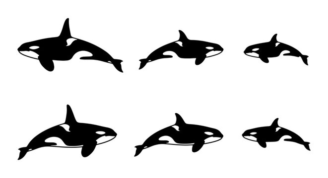 Orca Whale Icons, Killer Whale Vector Graphics, Marine Mammal Set, Ocean Wildlife Collection, Black and White Silhouettes