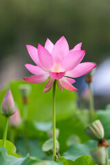 Obraz premium Close up of a vibrant pink lotus flower blooming on a straight stem as a symbol of purity, buddhism and nature in south korea.