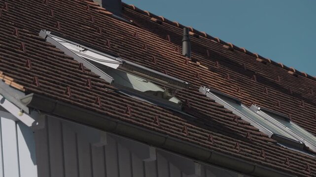 Cat Resting on Rooftop Skylight of Residential House