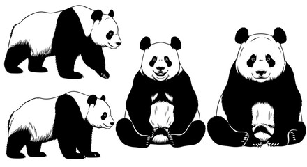 Panda bear icons, black and white vector set, cute animals, cartoon style illustrations, 4 panda graphics © imran