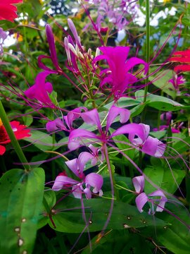 Cleomaceae or Spider Flower family is a small flowering family in the order Brassicales.