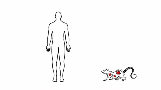 Animation showing respiratory human infection caused by hantavirus, Rat-Bite Fever / RBF and Leptospirosis because bite a rat in clean white background
