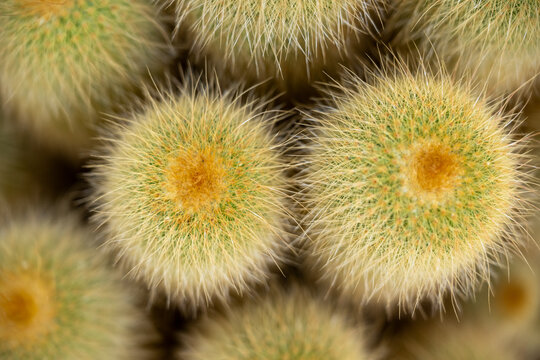 Top view macro shot of parodia leninghausii golden ball cactus cluster with sharp yellow spines and woolly crowns.