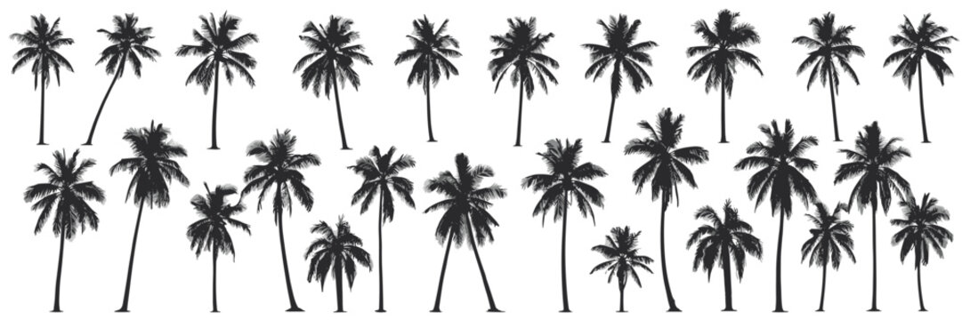 Collection of black and white palm tree silhouettes with varied heights and angles tropical nature