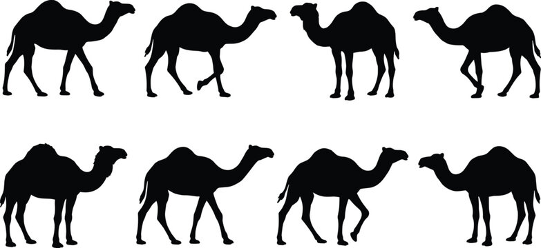 Collection of camel black silhouettes set single hump dromedary animals walking and standing isolated on white background
