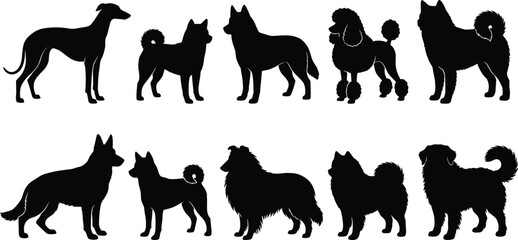 Collection of dog breeds black silhouettes set standing profiles purebred pedigree domestic pets isolated on white background © MDMizanur