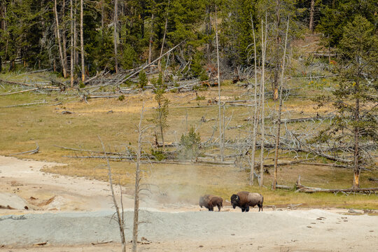 Bison herd grazing in open riverside meadow with sparse trees