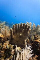 Tube sponges rising from coral reef in the shape of fingers on two hands intertwined with each other © Pete Niesen Photo