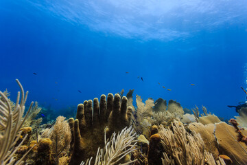 Tube sponges rising from coral reef in the shape of fingers on hands and a variety of other marine life. © Pete Niesen Photo