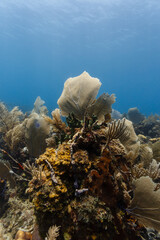 Wide variety of marine life growing from small area of coral reef like a still life painting © Pete Niesen Photo