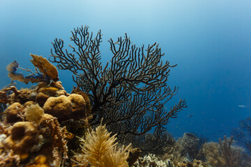 Close up view of marine life varieties of sponges, branching and vase coral on reef in Caribbean © Pete Niesen Photo