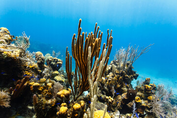 Branching coral rises high above other corals and sponges on coral reef © Pete Niesen Photo