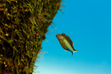 close-up of Caribbean sharp nose puffer fish, canthigaster rostrata, swimming on coral reef © Pete Niesen Photo