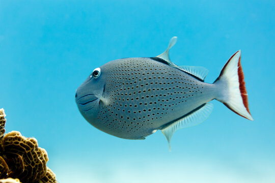 Sargassum Triggerfish xanthichthys ringens and coral