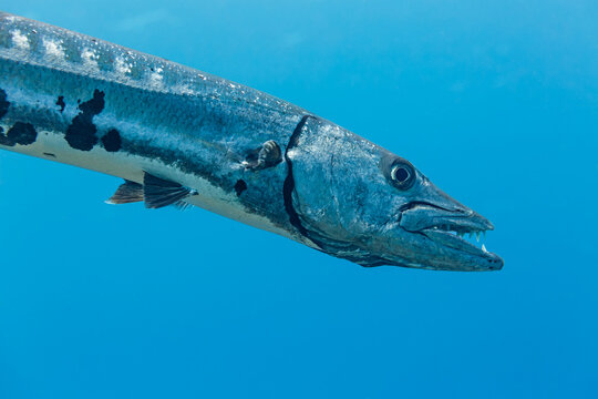 close up of Barracuda sphyraena barracuda teeth in blue water