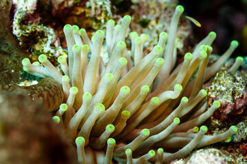 Close-up of open sea anemone, anthozoa actinaria,   tentacles swaying in the water on the coral reef © Pete Niesen Photo