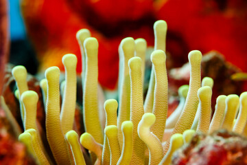 Close-up of open, yellow tentacles strait up, sea anemone, anthozoa actinaria, on the coral reef © Pete Niesen Photo