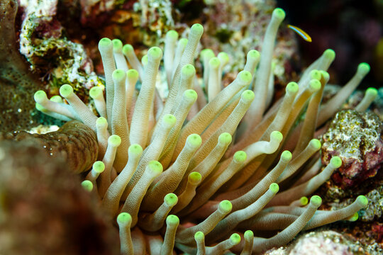 Close-up of open sea anemone, anthozoa actinaria,   tentacles swaying in the water on the coral reef