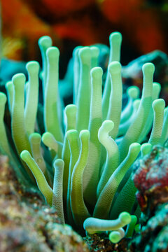 Close-up of open, green tentacles strait up, sea anemone, anthozoa actinaria, on the coral reef
