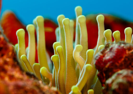 Close-up of open, yellow tentacles strait up, sea anemone, anthozoa actinaria, with red shells around