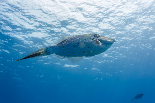 Scrawled Filefish aluterus scriptus swiming in blue water