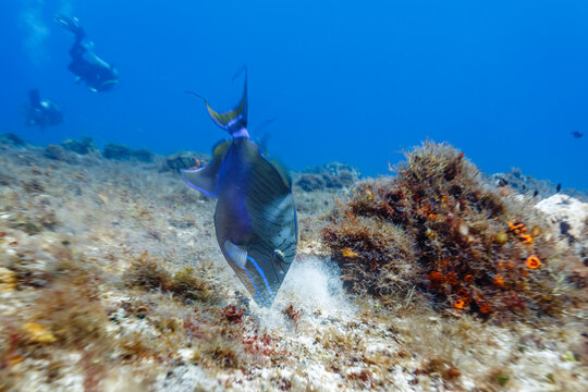 Sargassum Triggerfish, xanthichthys ringens, swimming on coral reef close up