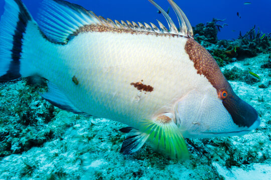 white Hogfish lachnolaimus maximus on coral reef