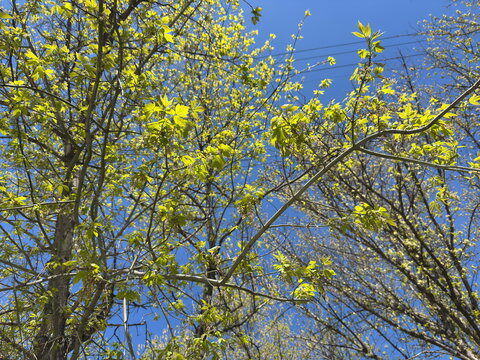Low angle shot of fresh green leaves and blooming flower clusters of a boxelder maple tree (Acer negundo) against a clear blue sky. Beautiful spring tree canopy asset for nature backgrounds.