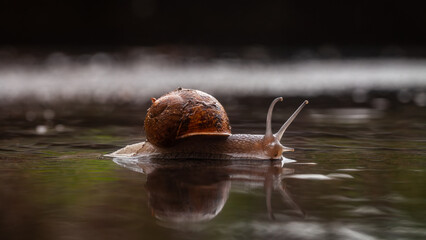 Snail slowly moving on water surface creating reflection © Volodymyr