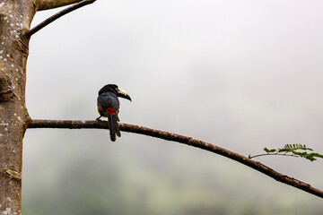 Fototapeta premium A Collared Aracari (Pteroglossus torquatus) perches on a branch in a misty forest.